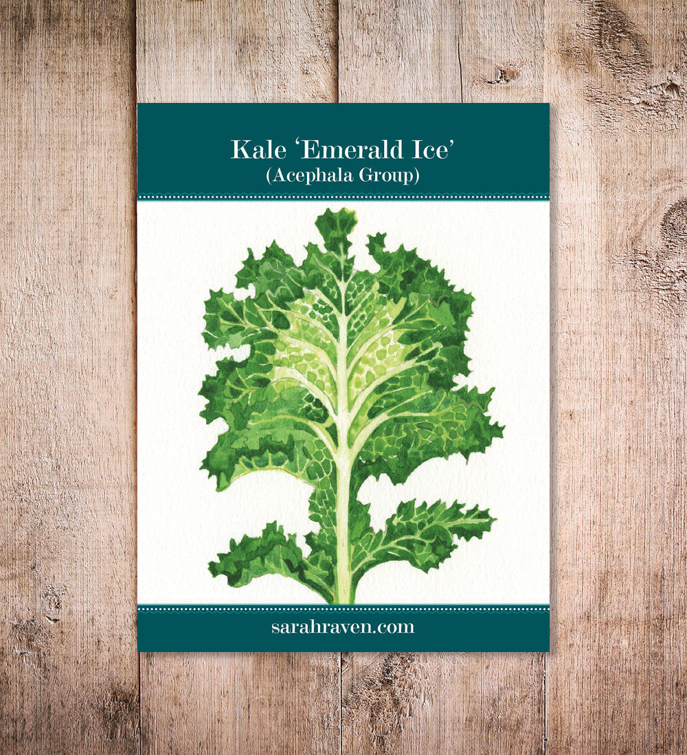 Kale 'Emerald Ice' (Acephala Group)