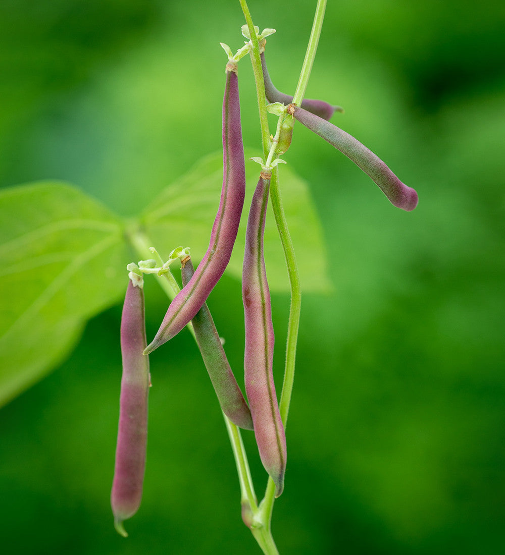Dwarf French Bean 'Red Swan'