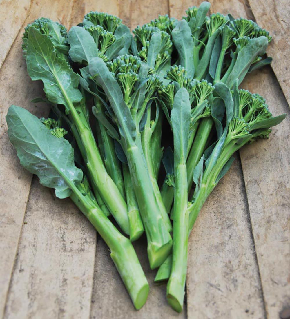 Broccoli 'Brokali Apollo' F1