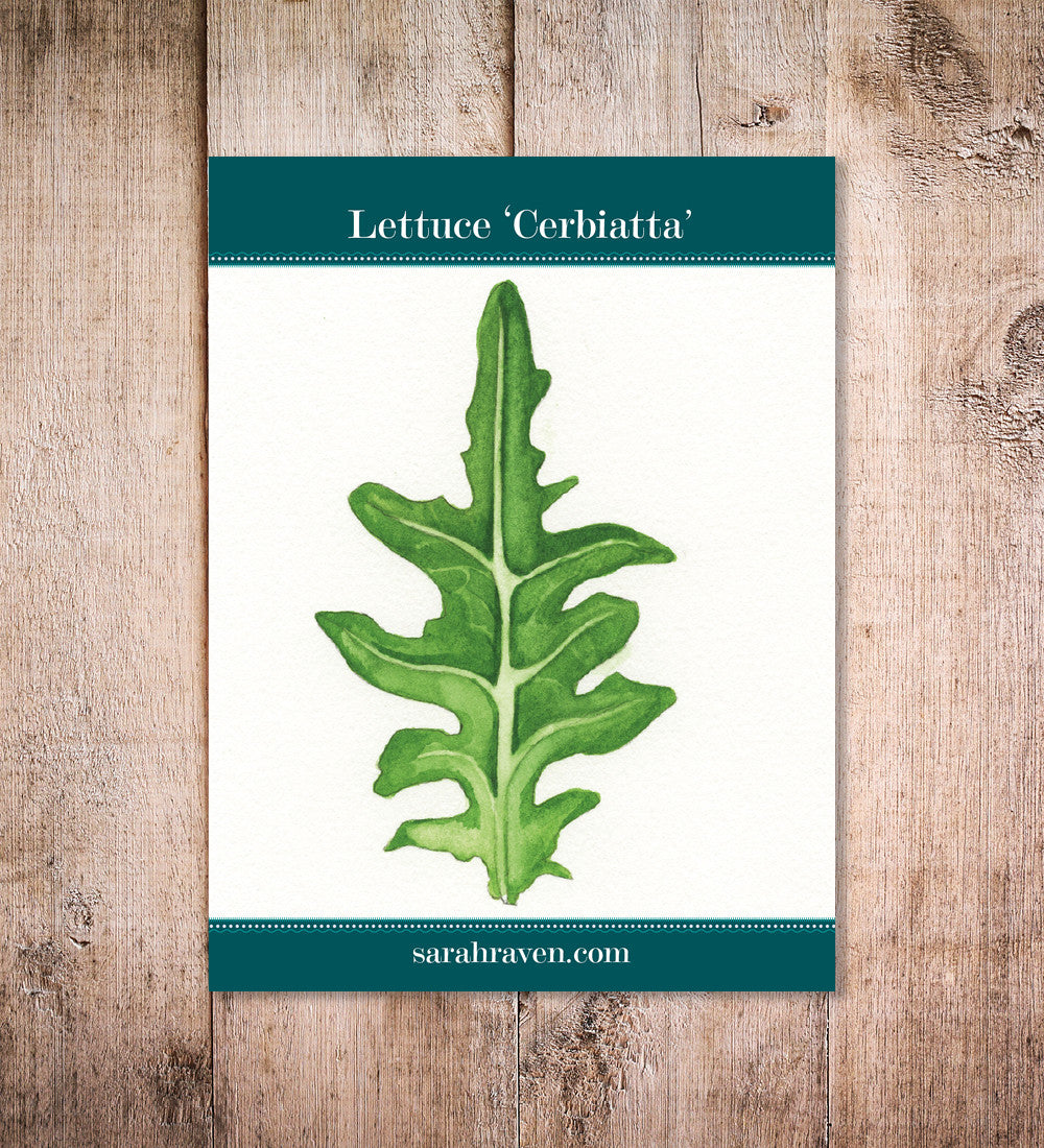 Lettuce 'Cerbiatta'