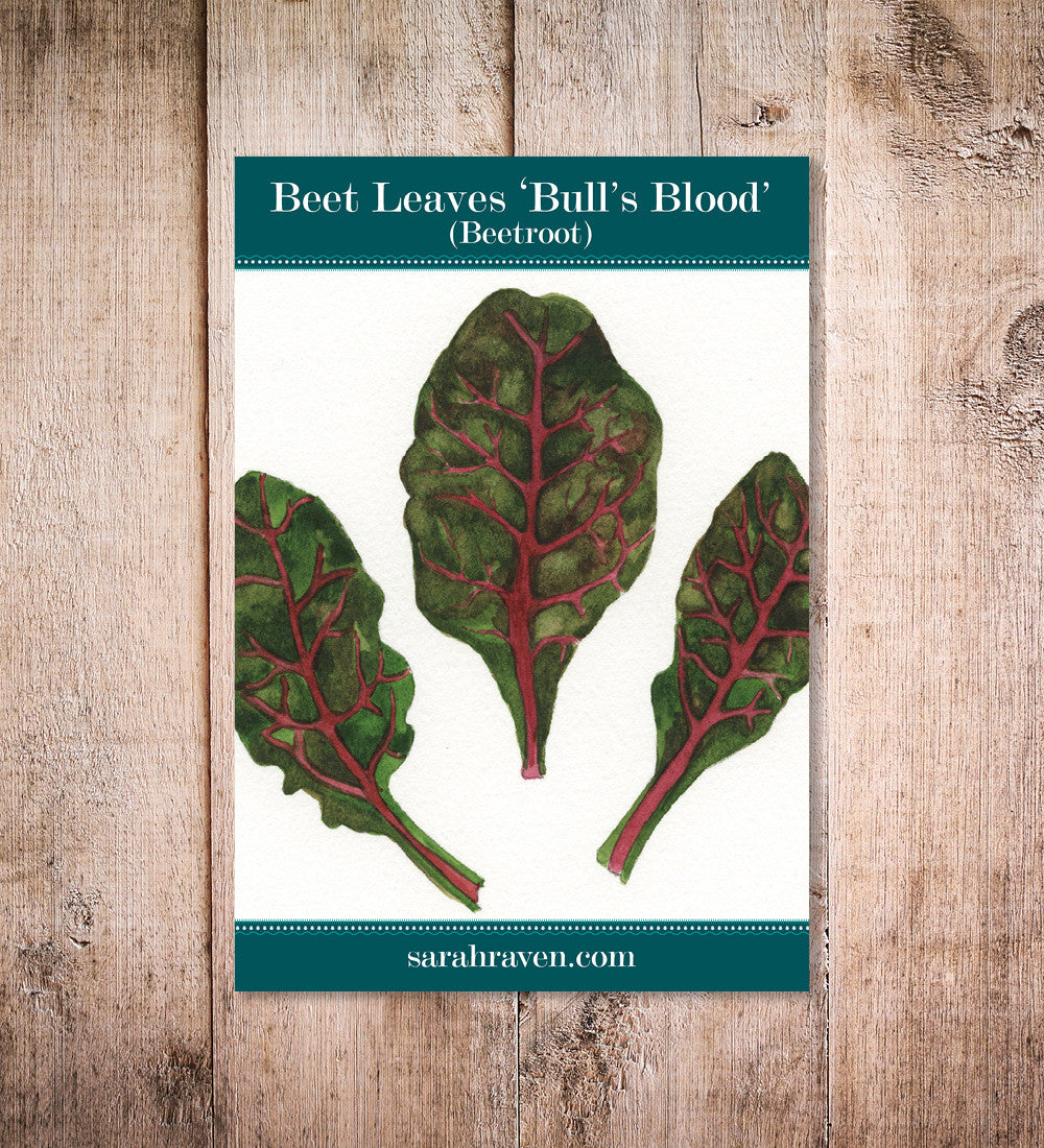 Beet Leaves 'Bull's Blood' (Beetroot)