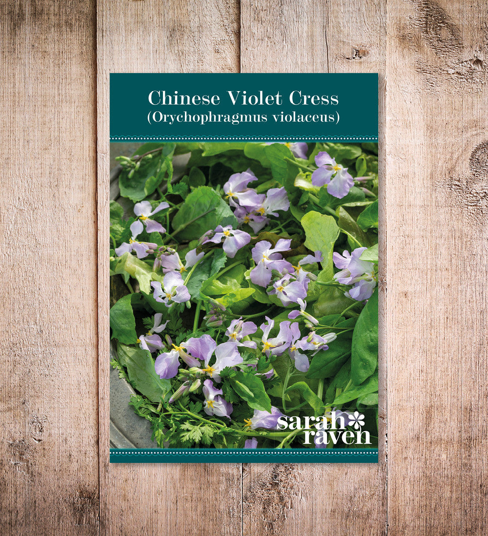 Orychophragmus violaceus (Chinese Violet Cress)