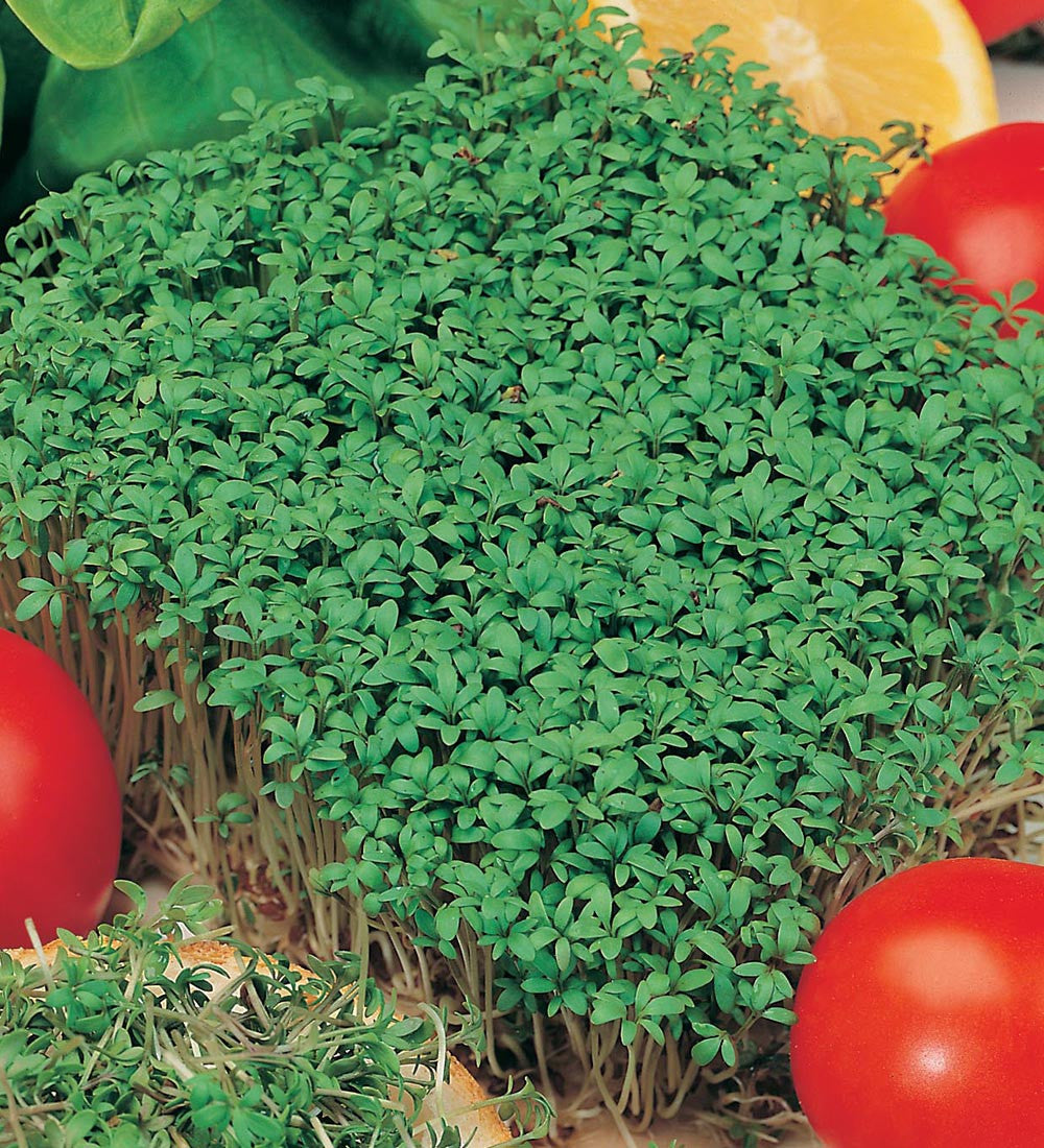 Cress 'Curled'