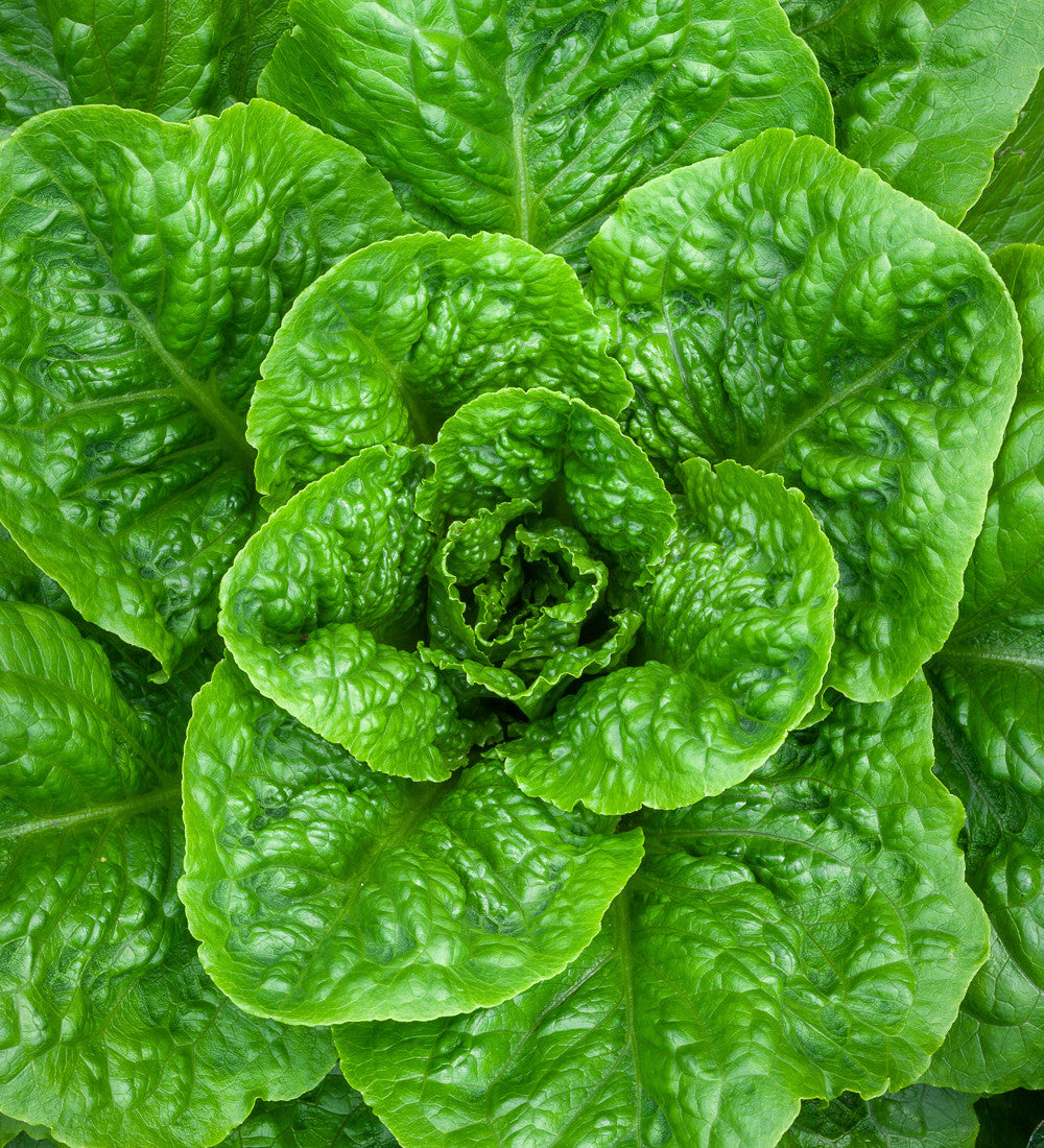 Lettuce 'Parris Island Cos'