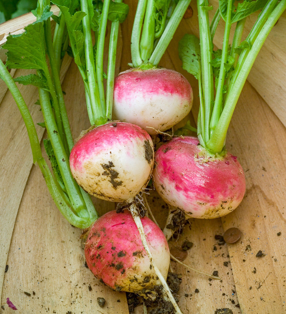 Radish 'Sparkler 3'