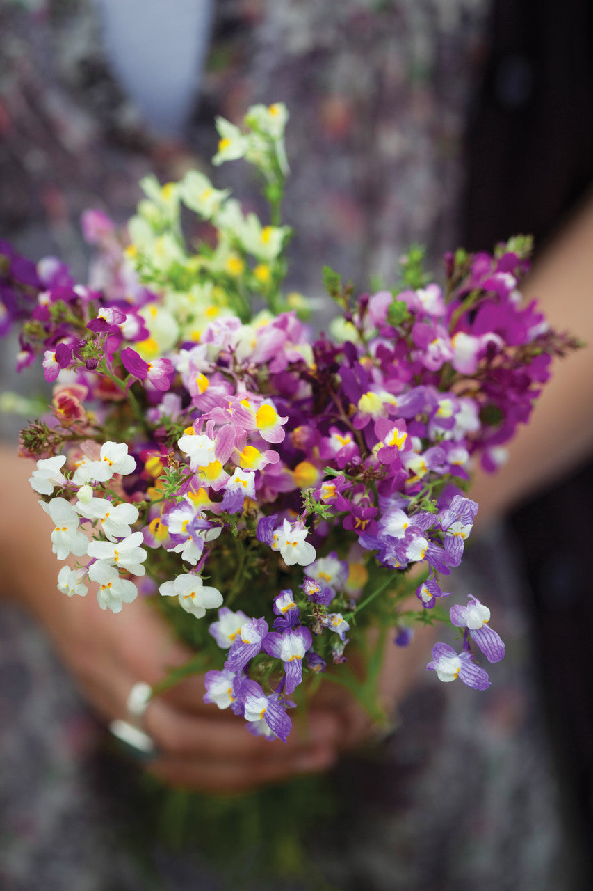 Linaria maroccana 'Sweeties'