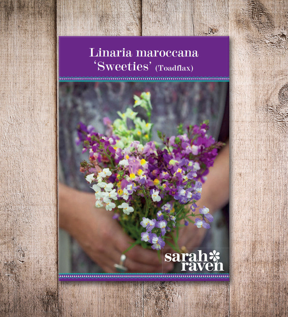 Linaria maroccana 'Sweeties'