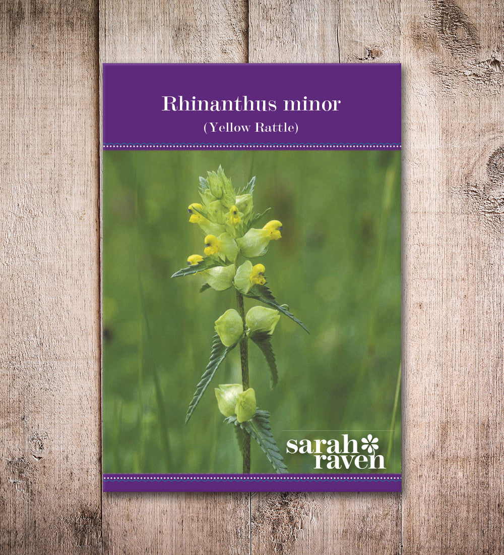 Rhinanthus minor (Yellow Rattle)