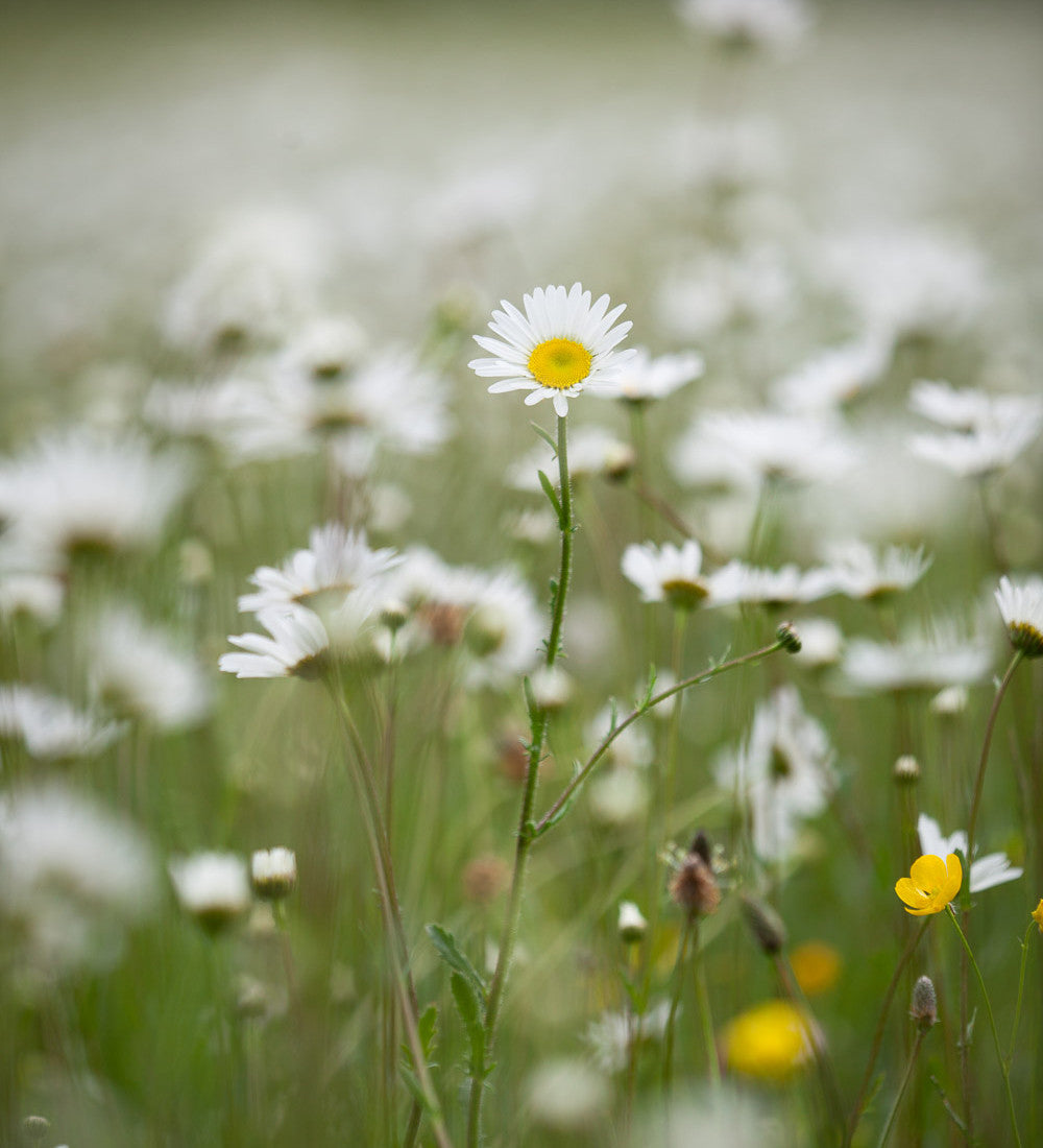 Leucanthemum vulgare