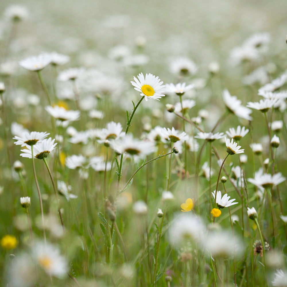 Leucanthemum vulgare