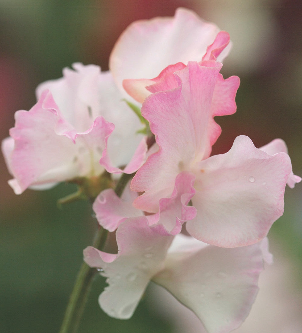 Aegean Summer Sweet Pea Collection