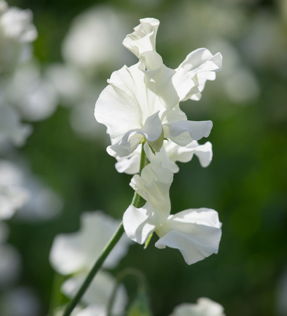 Aegean Summer Sweet Pea Collection