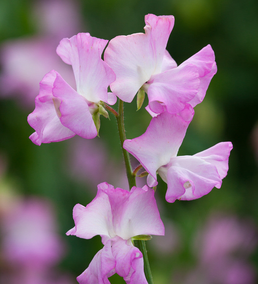 Aegean Summer Sweet Pea Collection