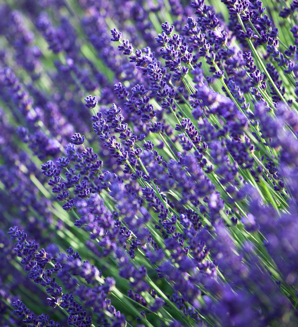 Line a Path Lavender Mix