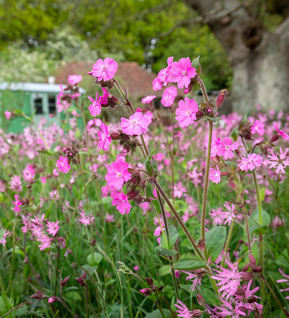 Silene dioica (Red Campion)