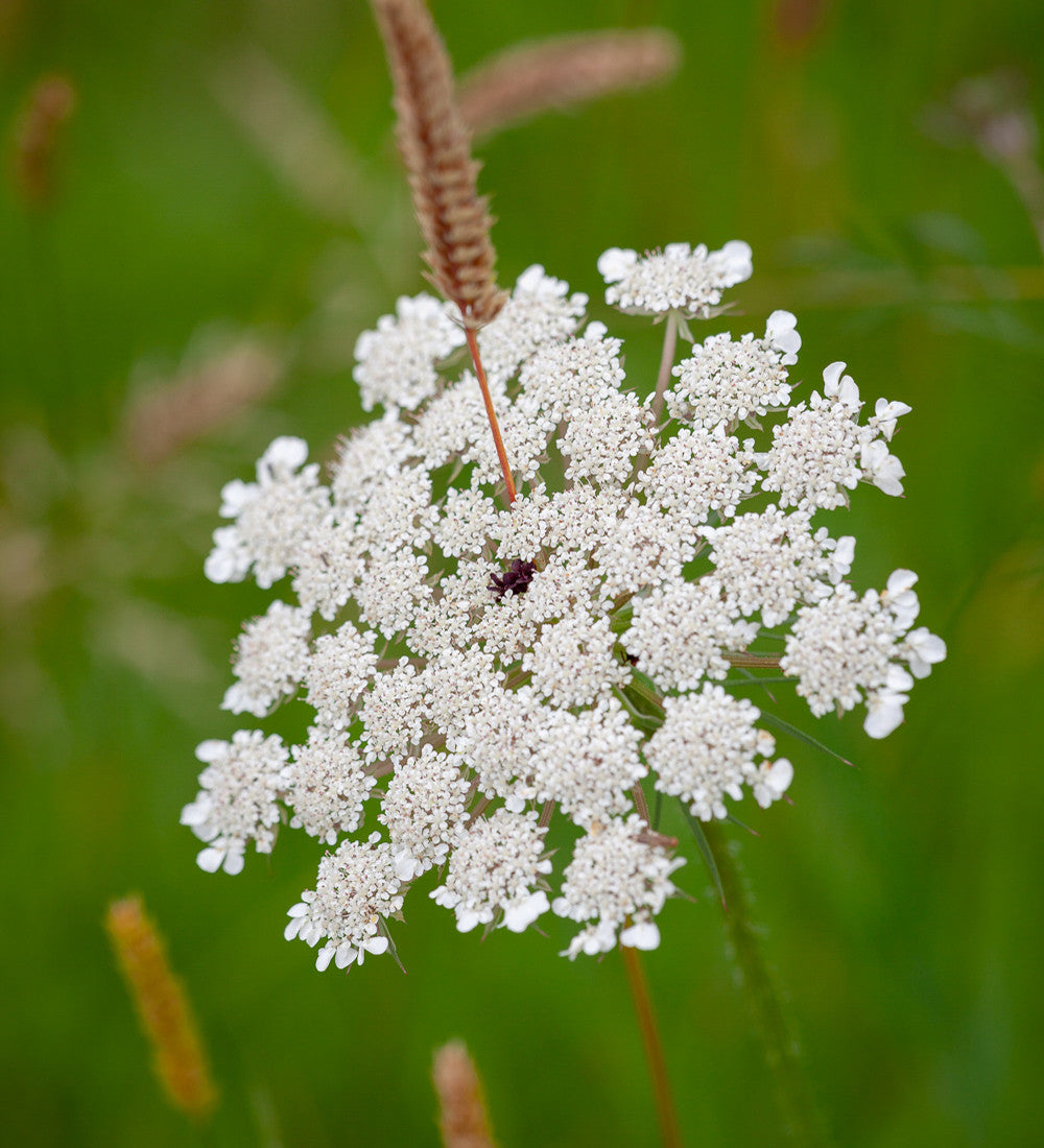 Wild Carrot (Daucus carota)