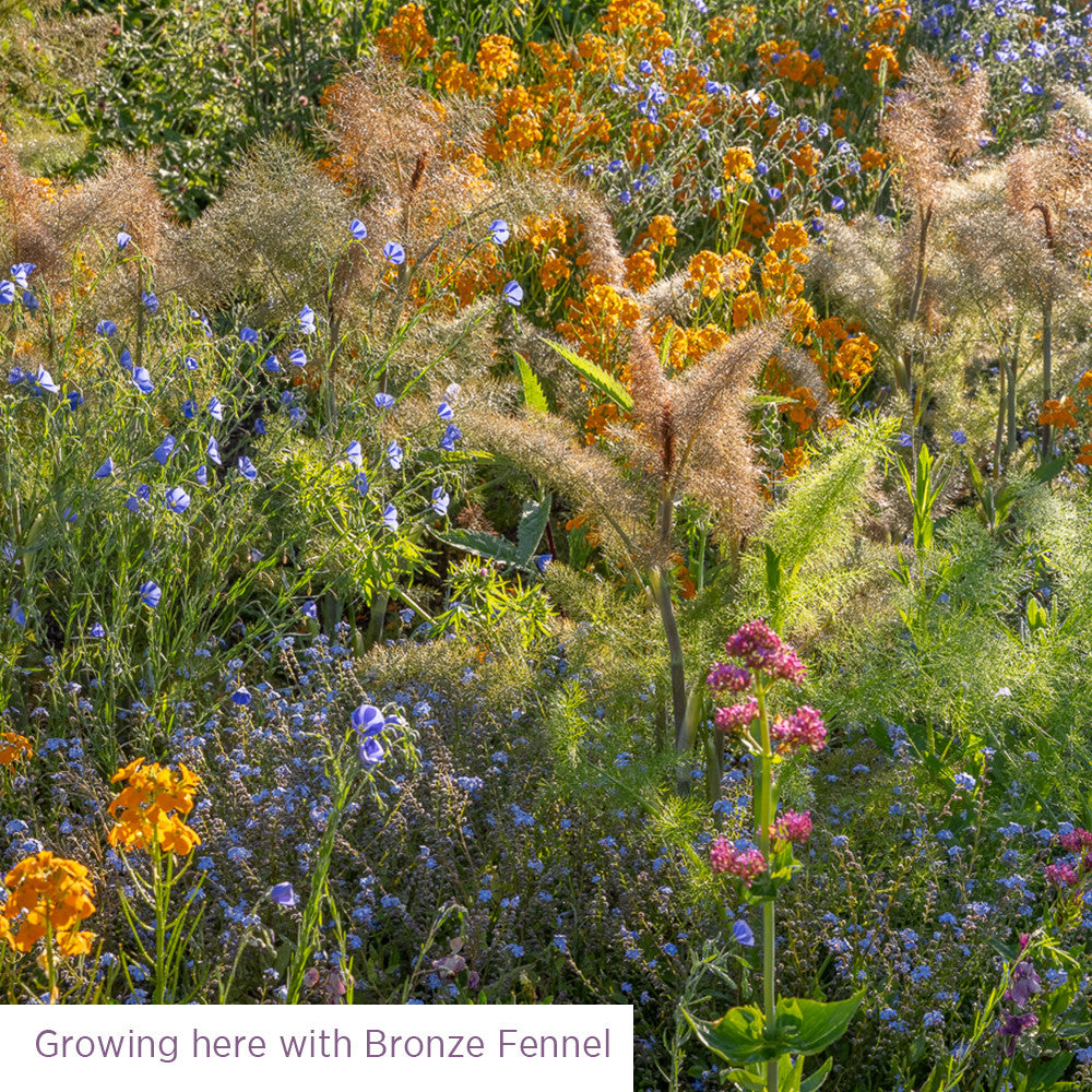 Meadow for Birds