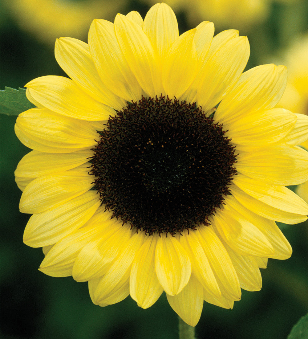 Vintage Sunflower Collection