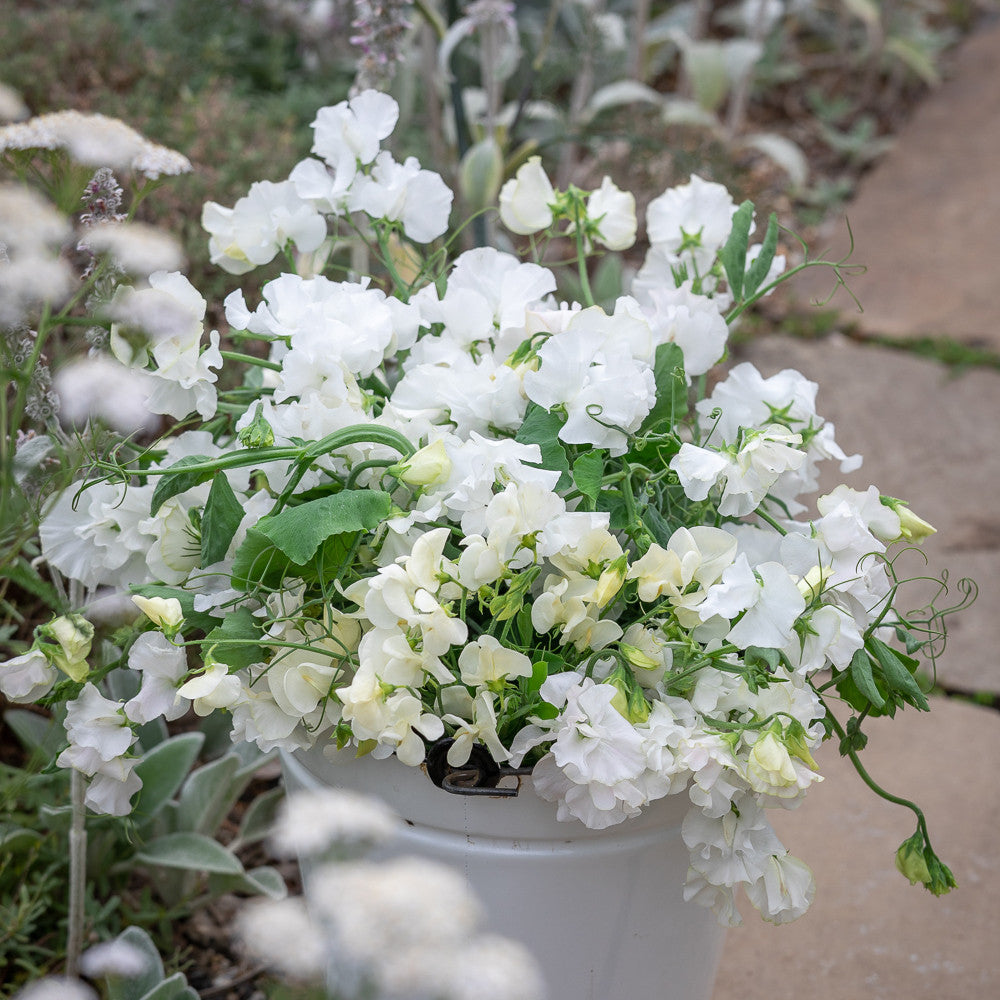 White Garden Sweet Pea Mix