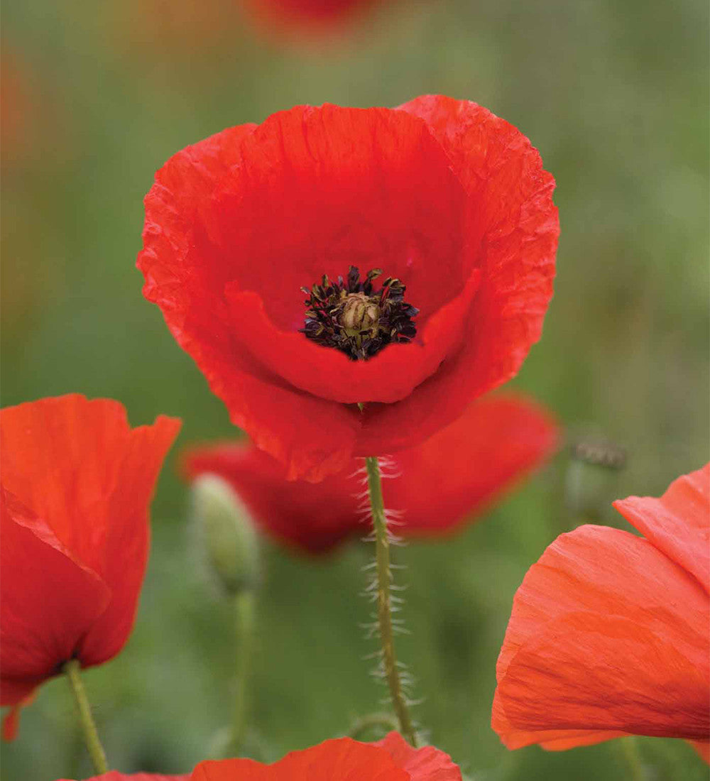 Poppies for a Cottage Garden Mix