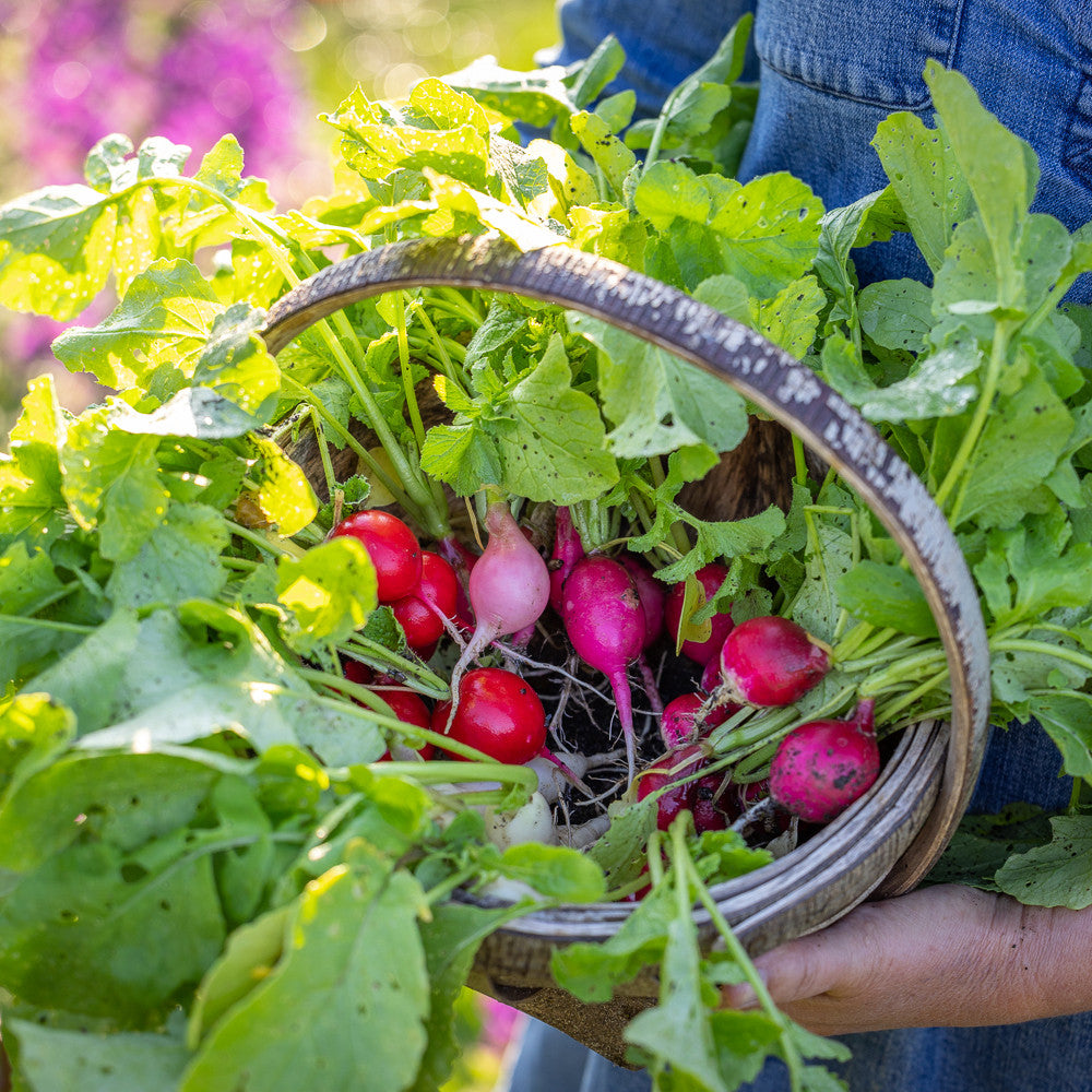 Radish Mix