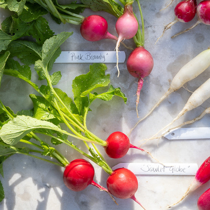 Radish Mix