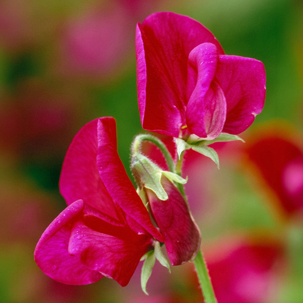 Sweet Pea 'Zorija Rose'