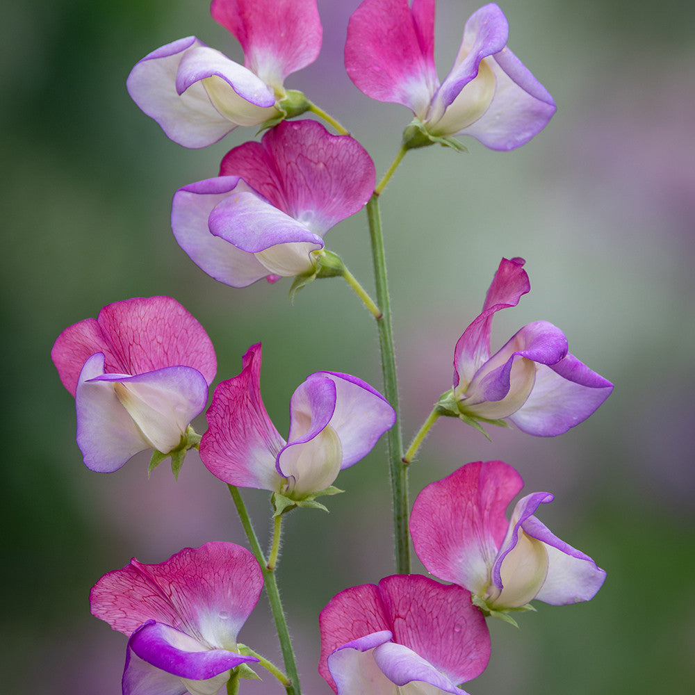 Sweet Pea 'Spanish Dancer'