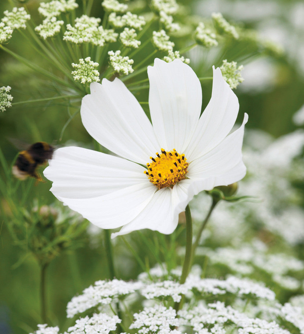 Cosmos and Ammi Collection