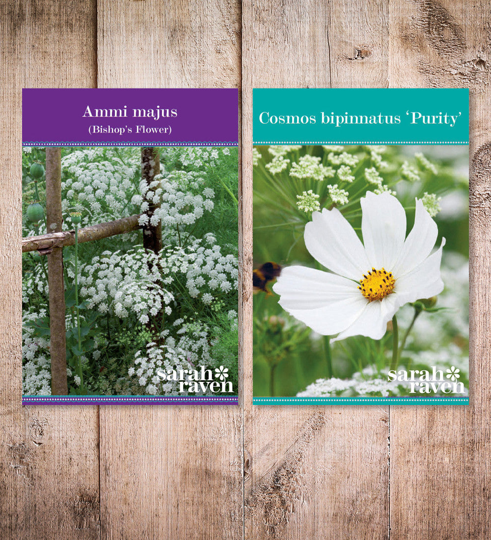 Cosmos and Ammi Collection