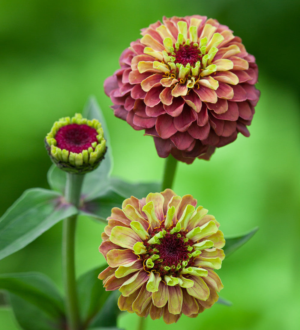 Cranberry and Lime Zinnia Collection