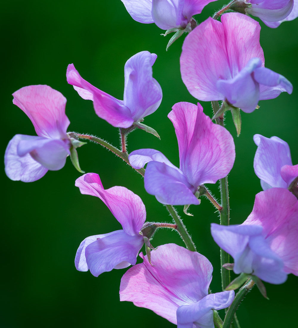 New Giants Sweet Pea Collection