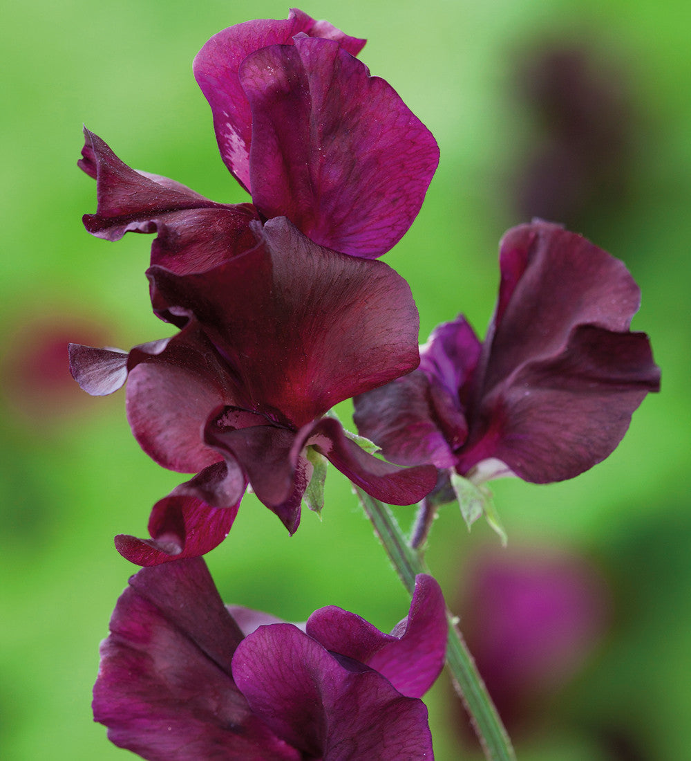 New Giants Sweet Pea Collection