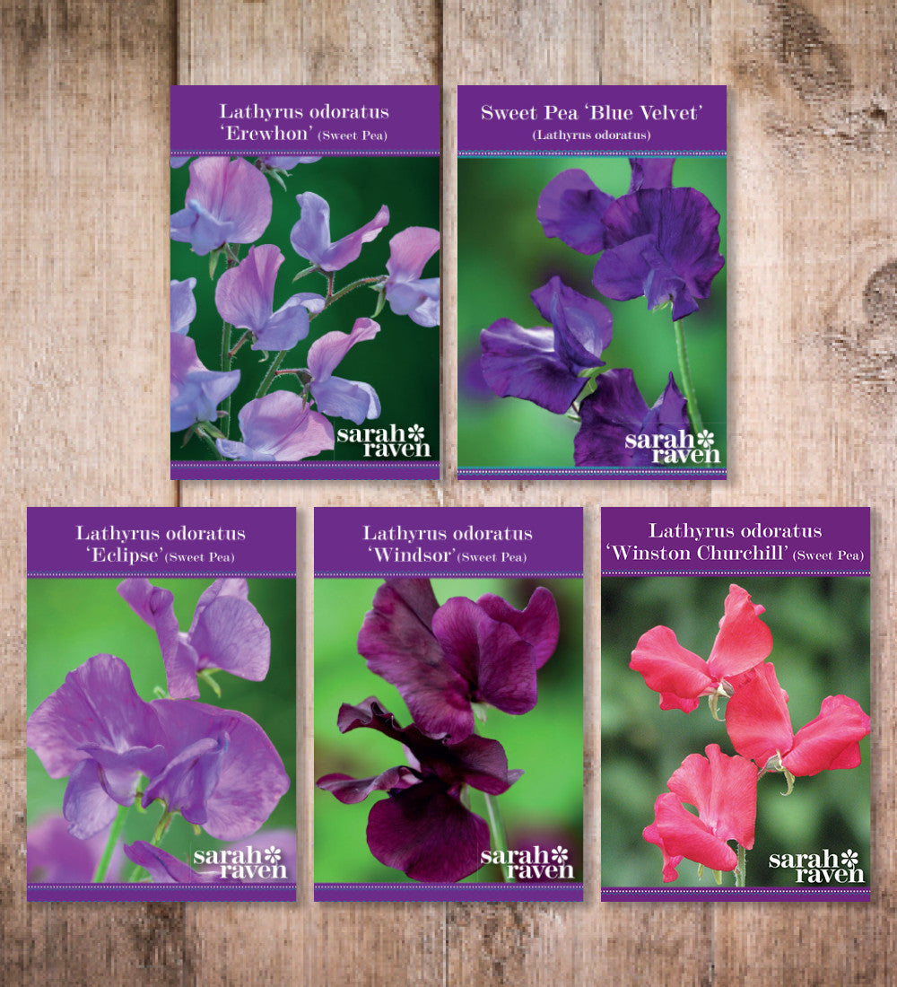 New Giants Sweet Pea Collection