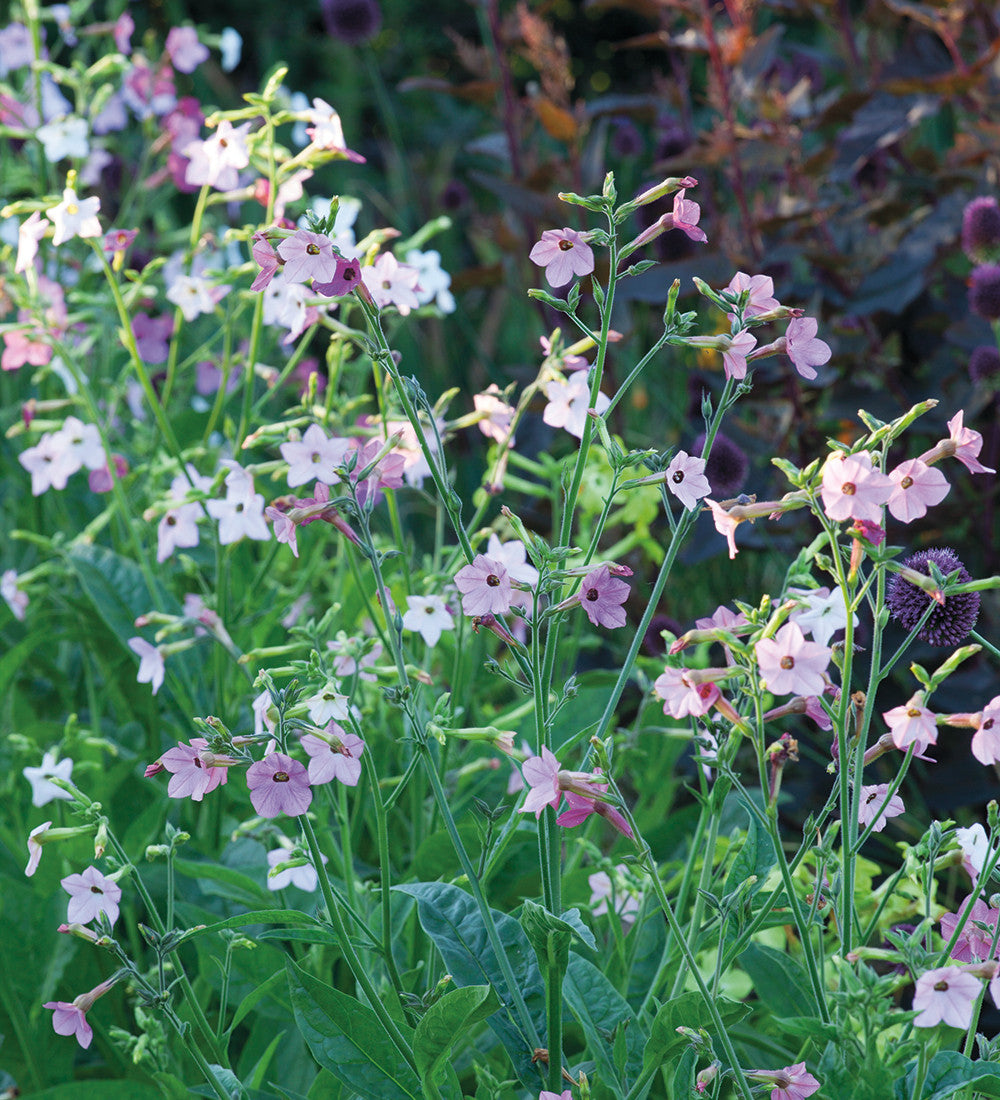 Nicotiana for Shade Collection