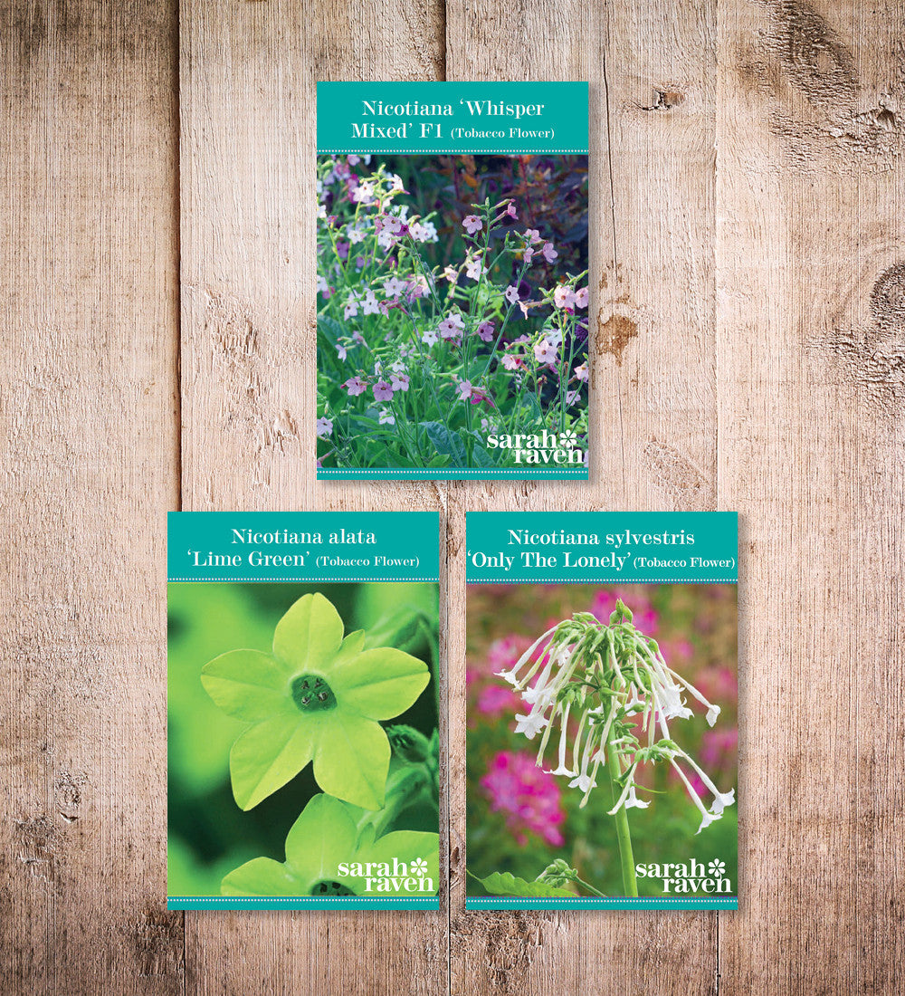 Nicotiana for Shade Collection