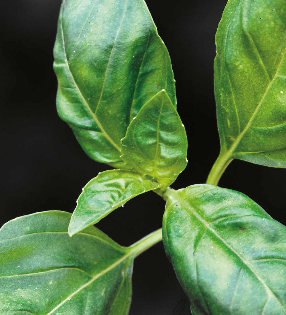 Basil Collection
