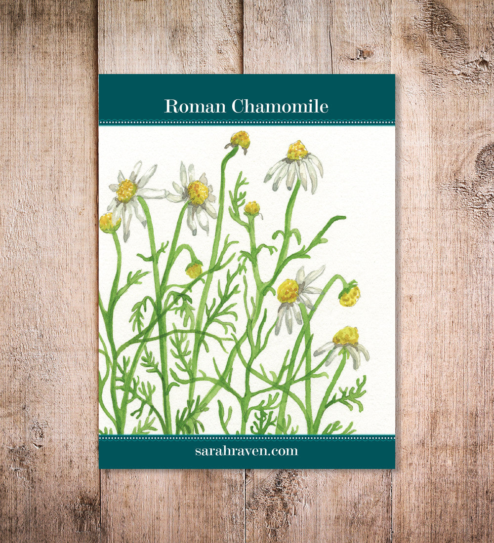 Roman Chamomile (Chamaemelum nobile)