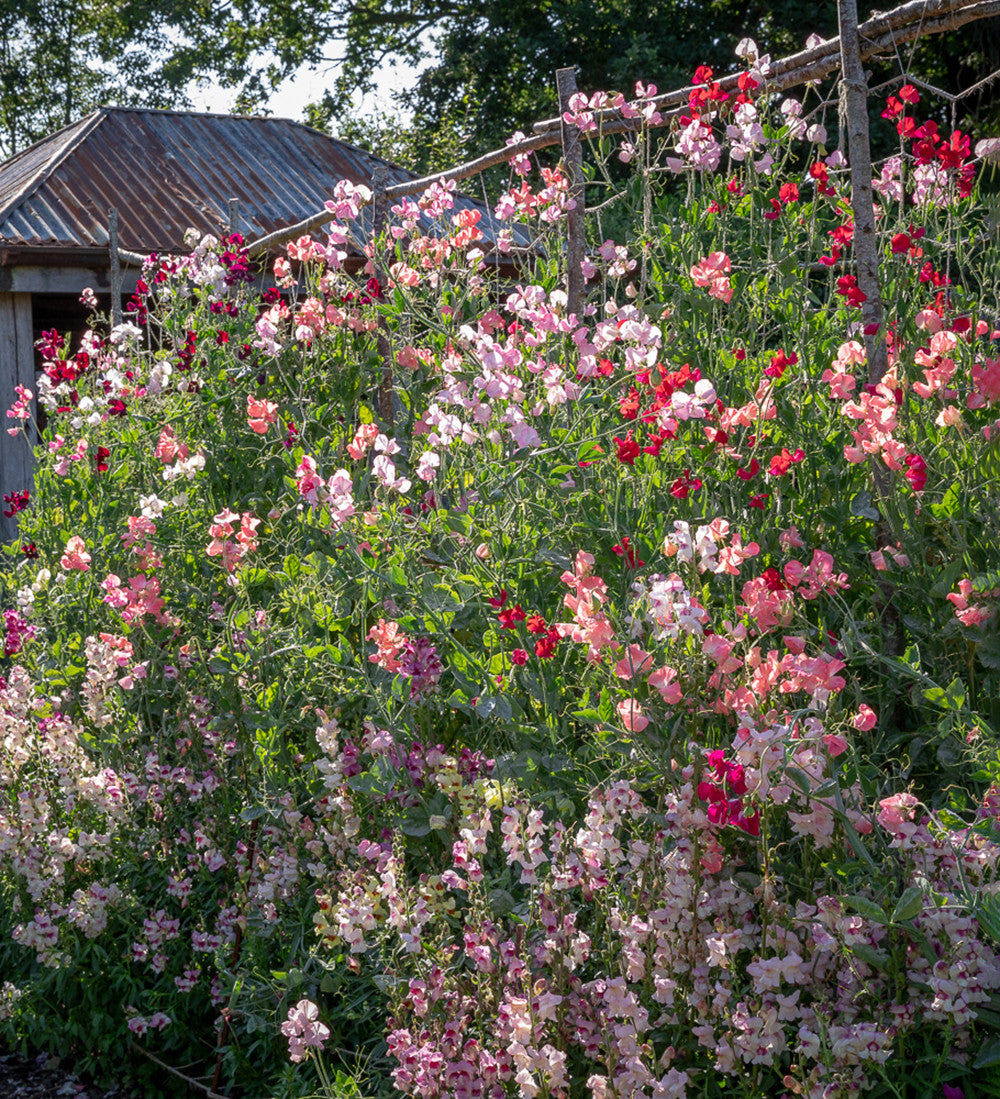 Avenue of Sweet Peas Collection