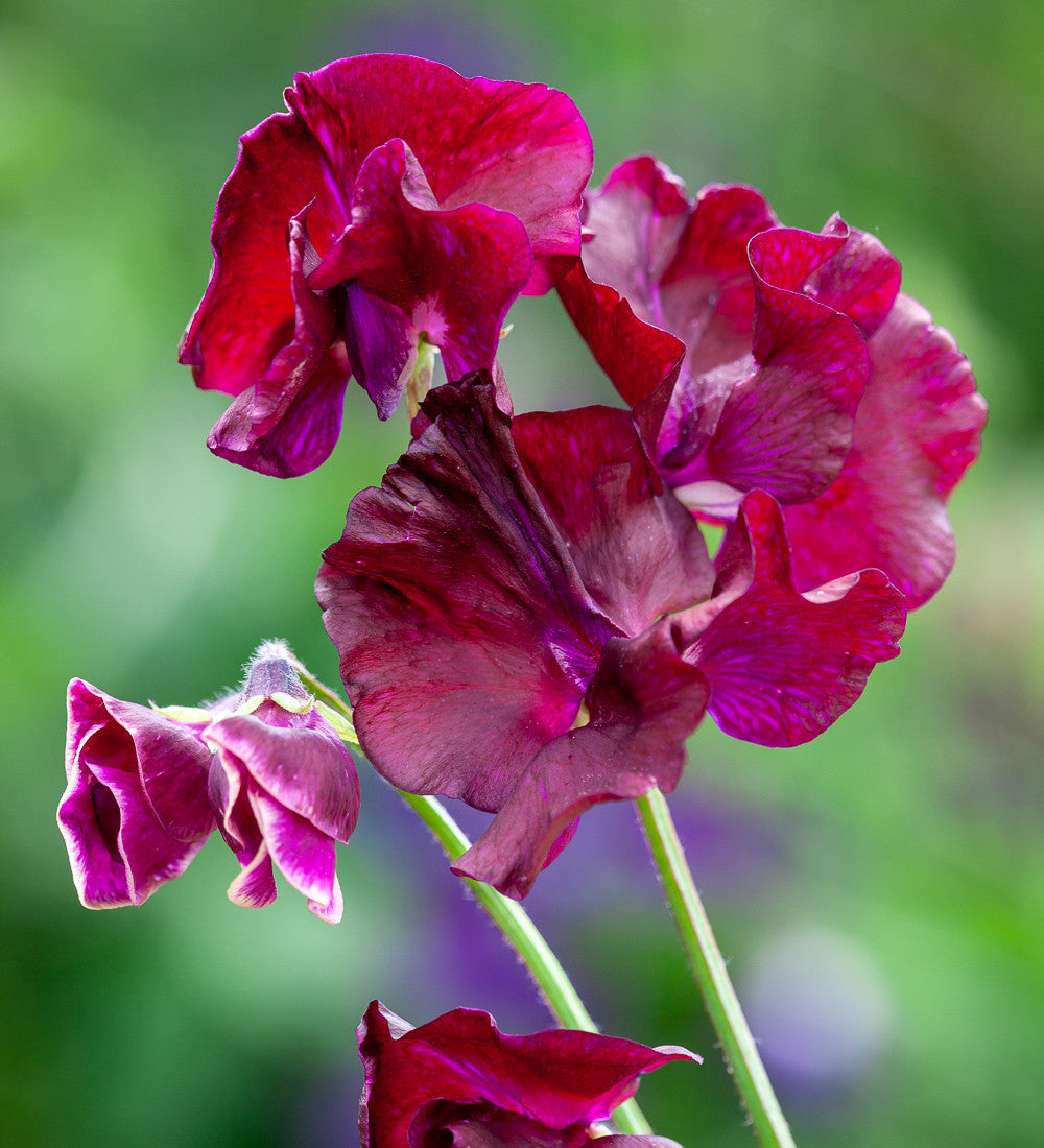 Avenue of Sweet Peas Collection