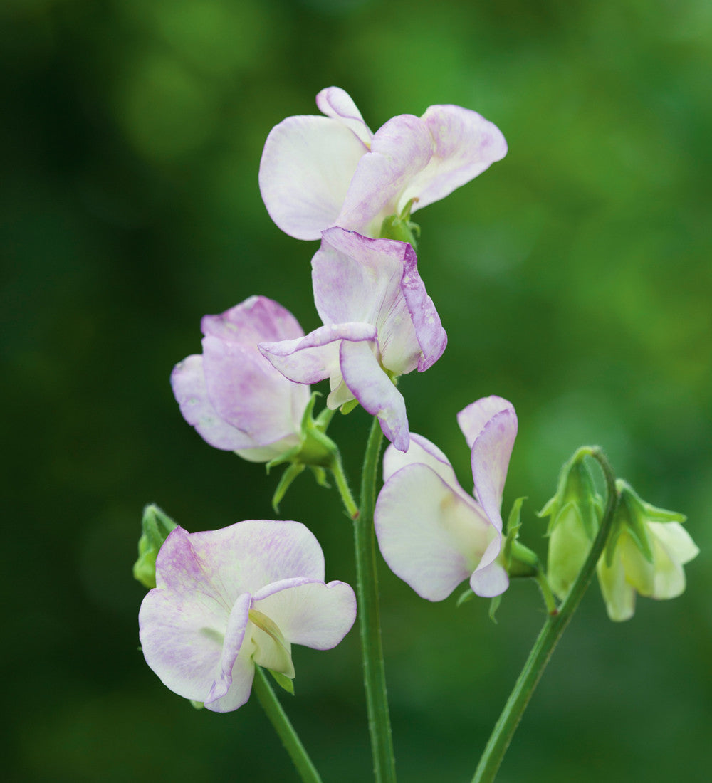 Avenue of Sweet Peas Collection