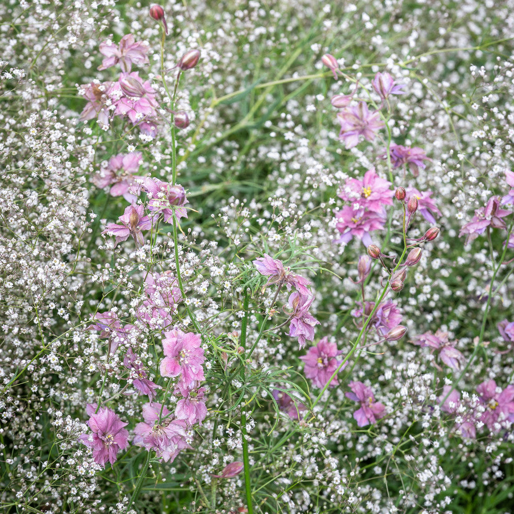 Sea Mist Cut Flower Collection