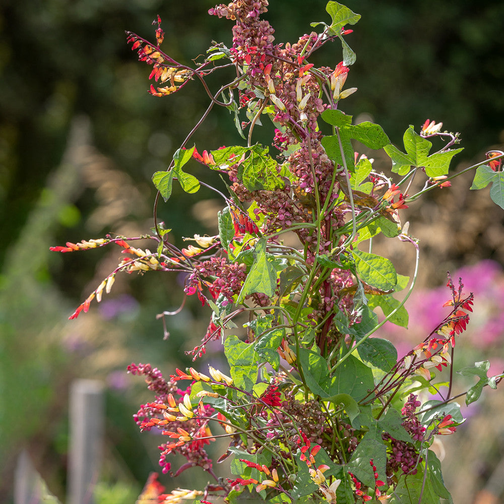 Grow Your Own Climbing Frame Collection
