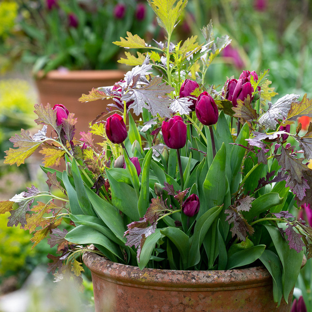 Edible and Ornamental Pot Topper Pair