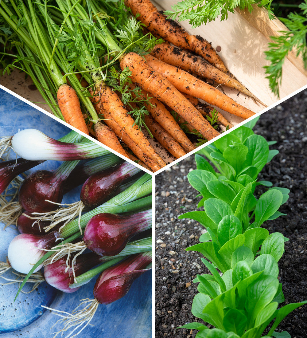 Fuss Free Easy Veg Collection