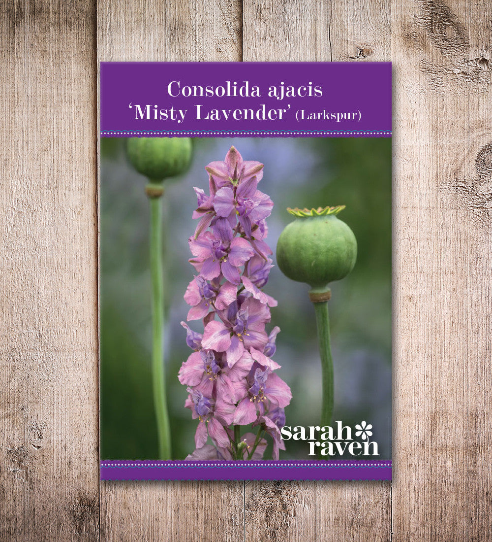 Consolida ajacis 'Misty Lavender'