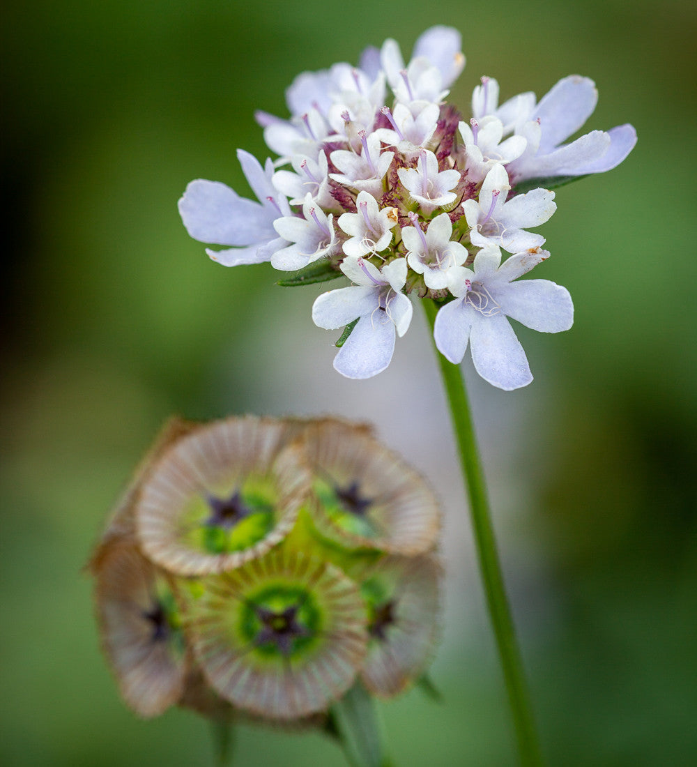 Scabiosa stellata 'Sternkugel'