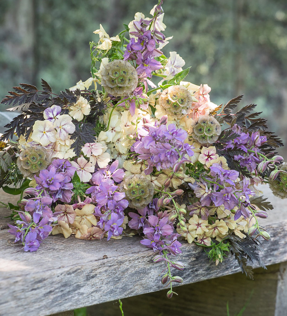 Scabiosa stellata 'Sternkugel'