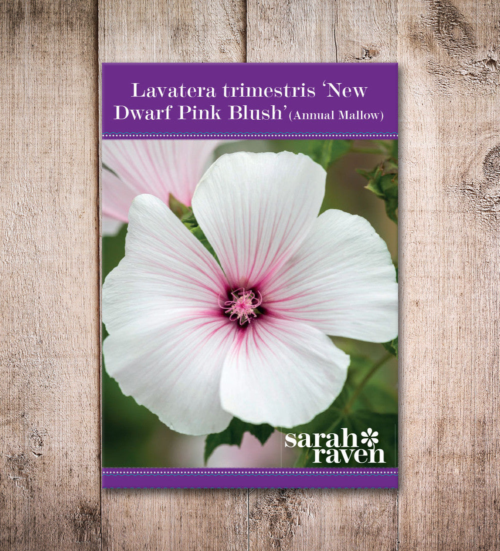 Lavatera trimestris 'New Dwarf Pink Blush'