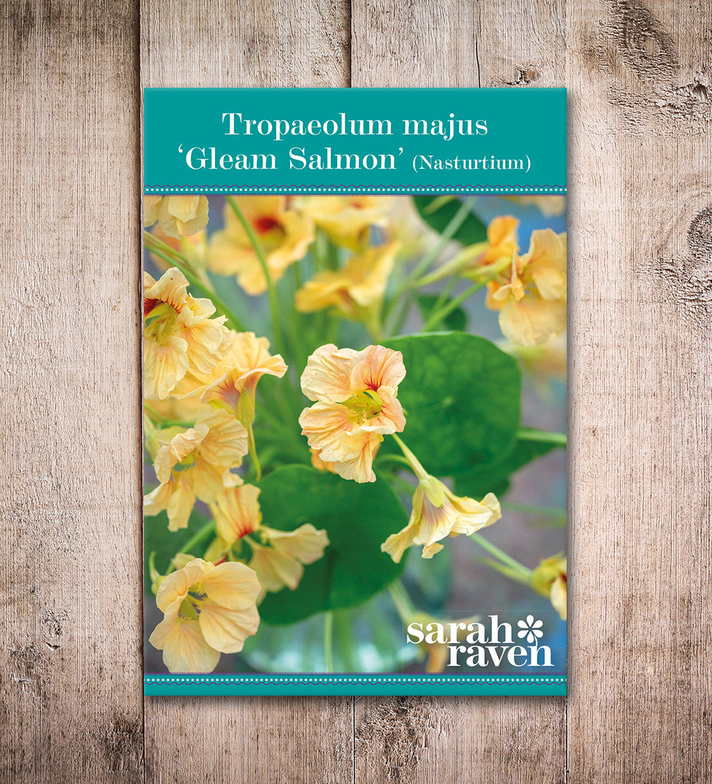 Nasturtium 'Gleam Salmon' (Tropaeolum majus)
